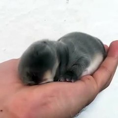 Ce bébé lapin endormi sur une paume de main est adorable. Regardez !