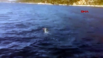 Datça'da Akdeniz foku görüntülendi