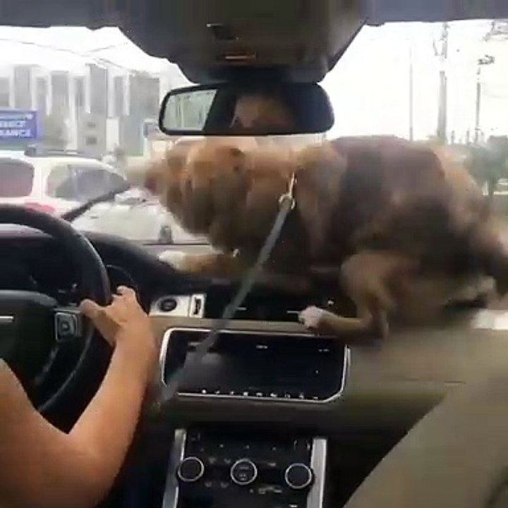 Ce chiot observait paisiblement les gouttes de pluie quand les essuie-glaces sont brusquement apparus. Réaction hilarante !
