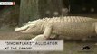 Zoo Welcomes Rare Albino Gator