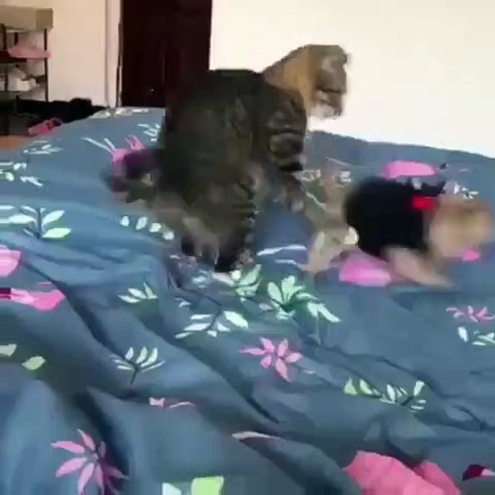 Ce chien de prairie s'amuse avec un chat. Trop chou !