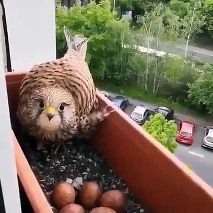 Étonnant ! Ce faucon fait sa niche sur une fenêtre !