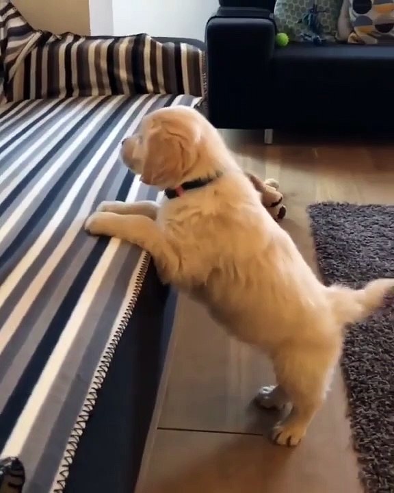 Lorsqu'un chiot essaie à plusieurs reprises de...