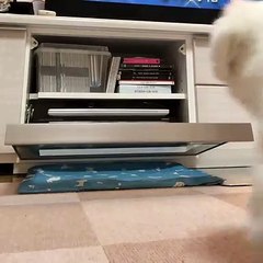Ce sublime petit chien a opté pour endroit préféré l’étagère sous la télé. Trop mimi !