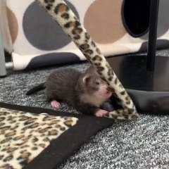 Ce bébé furet est déjà très espiègle. Regardez comme il s’amuse !