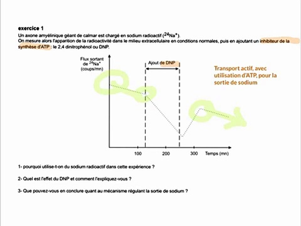 Le neurone et ses réactions exercices