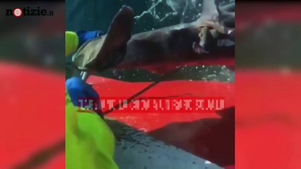 Tagliano coda a squalo raro e postano il video sui social: licenziati | Notizie.it