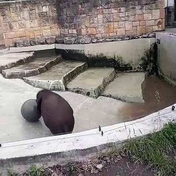 Ce bébé éléphant adore jouer avec son ballon. Trop chou !