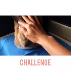 Essayez ce nouveau challenge ! Stimulez doucement votre lapin quand ils se reposent, jusqu’à ce qu’ils tombent!