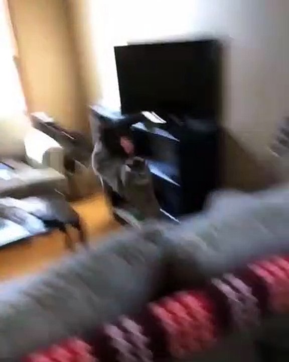 La rencontre entre ce chat et le nouveau chien est vraiment à mourir de rire. Regardez !