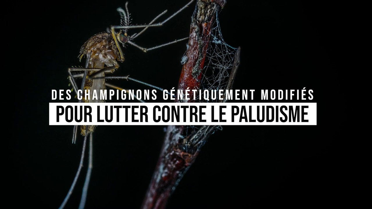 Ce champignon génétiquement modifié tue 99 % des moustiques porteurs du paludisme