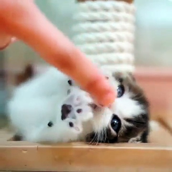 Ce chaton espiègle va faire fondre votre cœur. Trop mimi !!