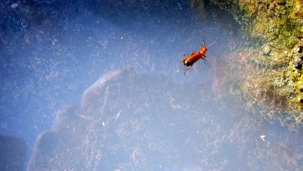 DARD/DARD vu par Guillaume Fontaine