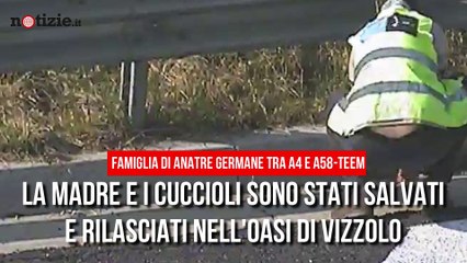 Anatre germane in pericolo sull'autostrada: salvate  e al sicuro | Notizie.it