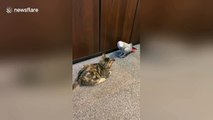 Stop kitten around mom! Adorable kitten playfully defends carpet from her parent, a parrot