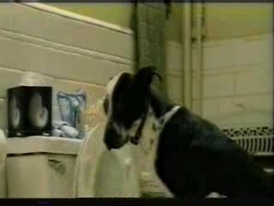 Lachvandedag.nl - Nette hond