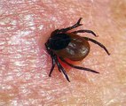 Maladie de Lyme : des complications qui ne sont pas que médicales