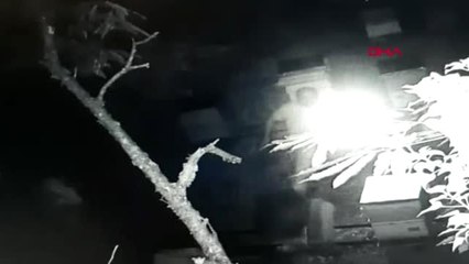 BURDUR Kovanlara zarar verdi, kameraya yakalandı