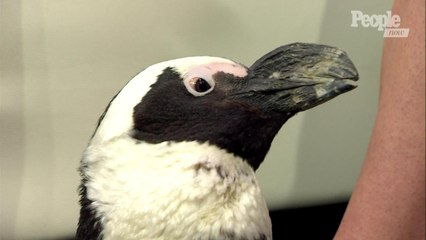Meet the Columbus Zoo's Sloth, Penguin and Wallaby!