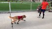 Franz Bark-enbauer: golden retriever is a dogged defender