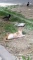 cat vs crows