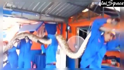 Las 5 Serpientes Más Grandes del Mundo