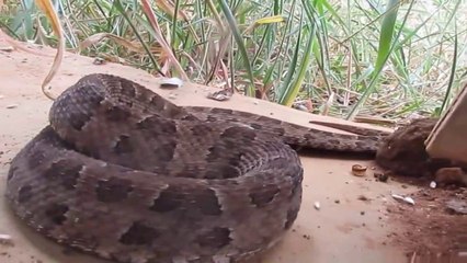 Il vient déranger un serpent à sonnettes avec sa caméra