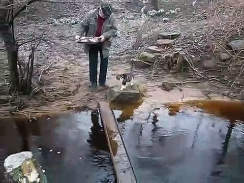 Ce chat déteste se mouiller les pattes