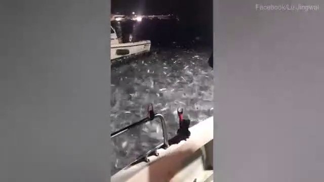 Les images impressionnantes de milliers de sardines qui sautent entre 2 bateaux de pecheurs