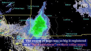 80-Mile Swarm of Ladybugs Spotted in California