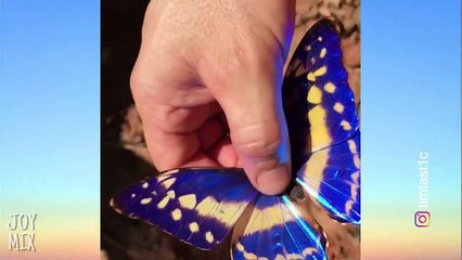 Oddly Satisfying Compilation That You Will Find  t So Healing