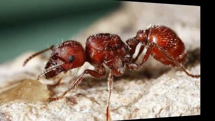 Biliyor muydunuz  Joan Murrayin İnanılmaz Hayat Hikayesi