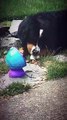 Jackson Roloff Playing With Bubbles With His Dog