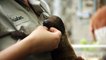 Get Slothed - Baby Sloth Debuts at the San Diego Zoo