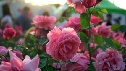 Uza&Shane - Rose (2019 Seoul Rose Festival, Official theme music)