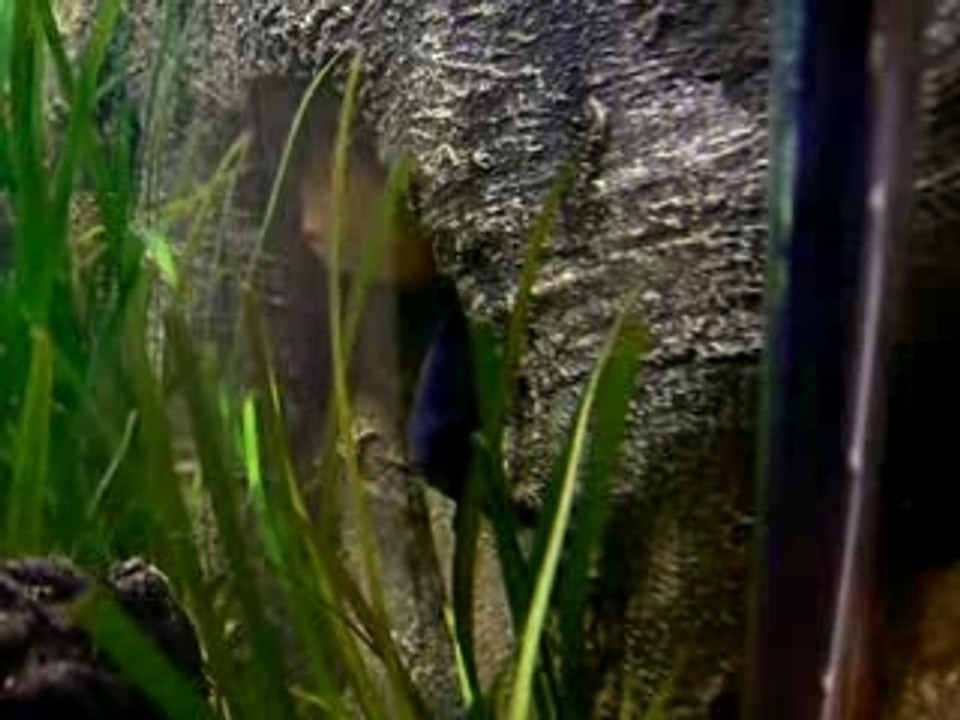 discus 2