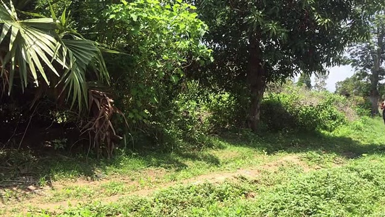 catch big fish Cooking big fish recipe Eating delicious