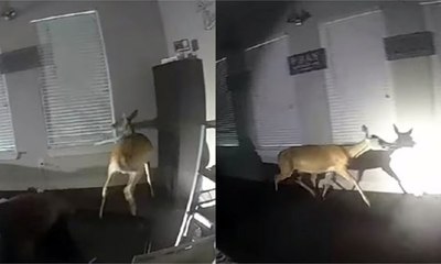 Polis silah doğrulttu! Son anda fark etti