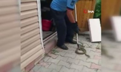 Ankara'da yılan paniği kamerada