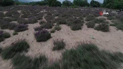 Doğal şifa kaynağı Karabaş otunun güzelliği havadan böyle görüntülendi