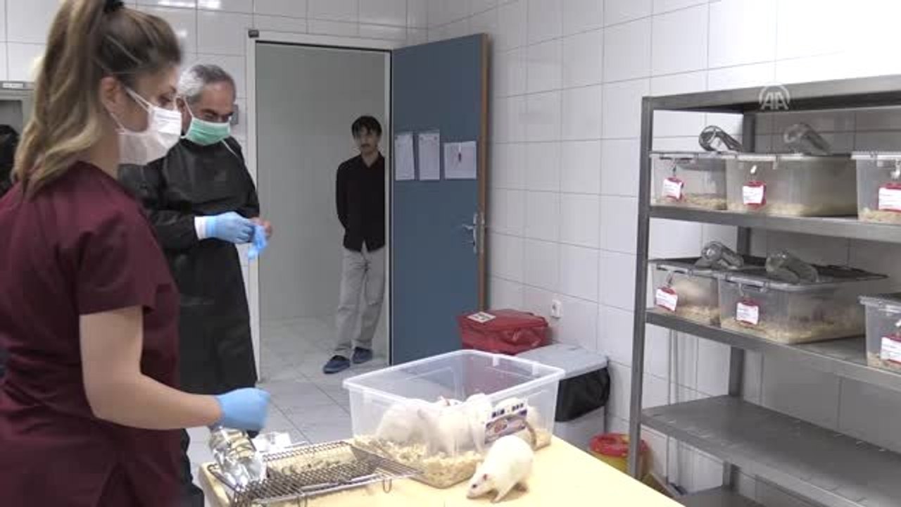 Gün kurusu kayısı deney hayvanlarının kırmızı kan hücrelerini artırdı