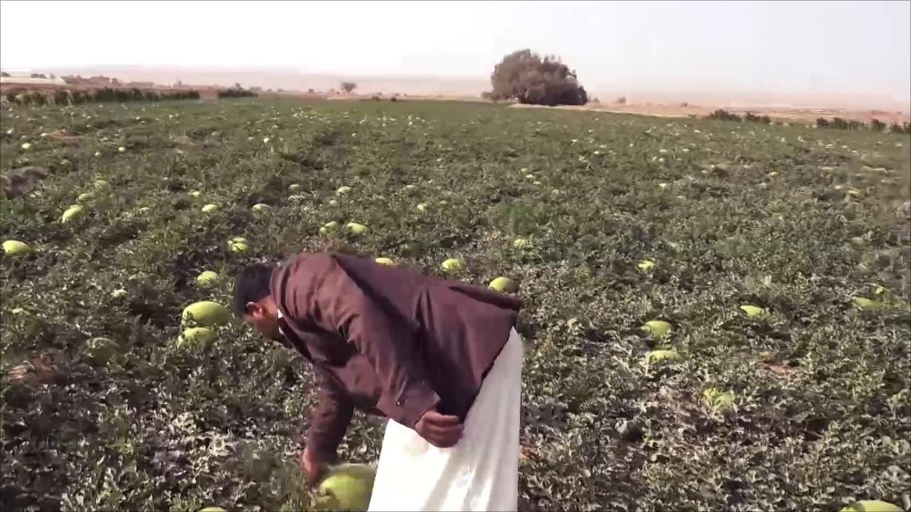 "صلتك" تقيم مشاريع للطاقة الشمسية لدعم المزارع...