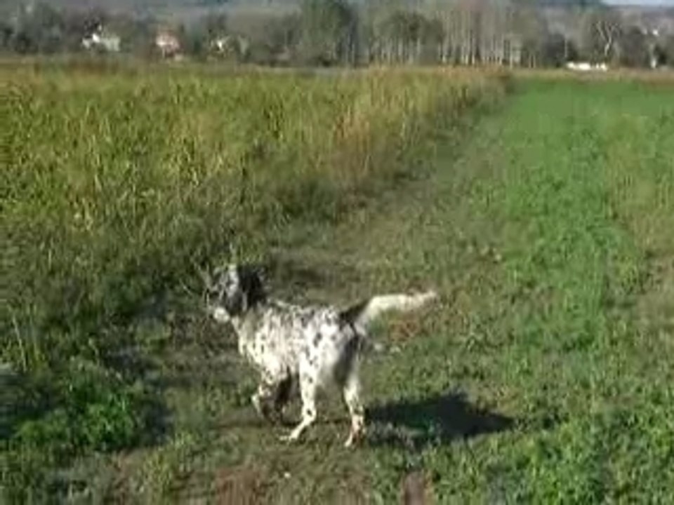 Wespa (İngiliz setter)