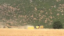 Gaziantep'te buğday hasadına başlandı