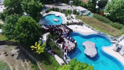 Bir batında 29 yavru doğurdu...Bursa Hayvanat Bahçesi’nde iguana çiftinin sevimli yavruları dünyaya geldi