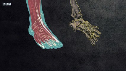 Did you know our feet have grown by two sizes in four decades - BBC News
