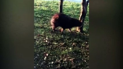 Internautas flagram capitava com lesão na pata e pedem ajuda