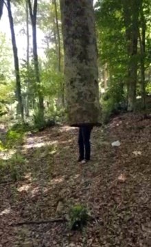 Havada duran ağaç görenleri şaşkına çeviriyor