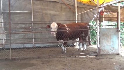 Bin 400 kiloluk boğa rekora koşuyor