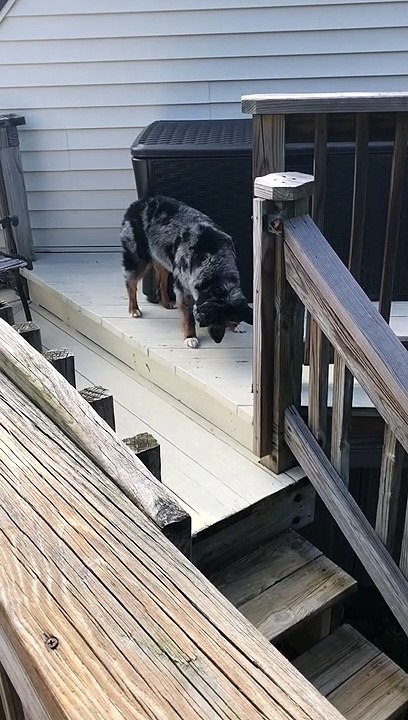 A Very Curious Canine